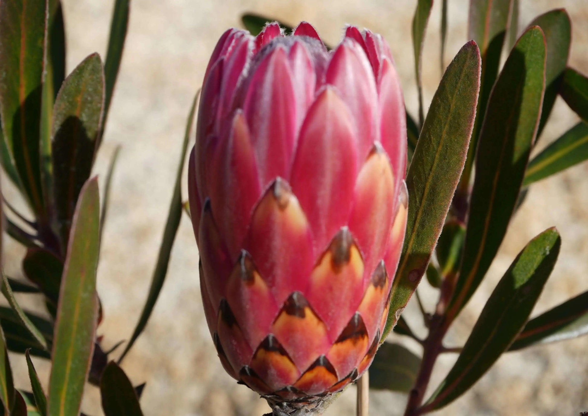 Close-up of vibrant pink Protea flower with pointed petals and green leaves