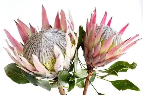 Protea Pink King: A Regal Bloom for Your Garden - Bonte Farm