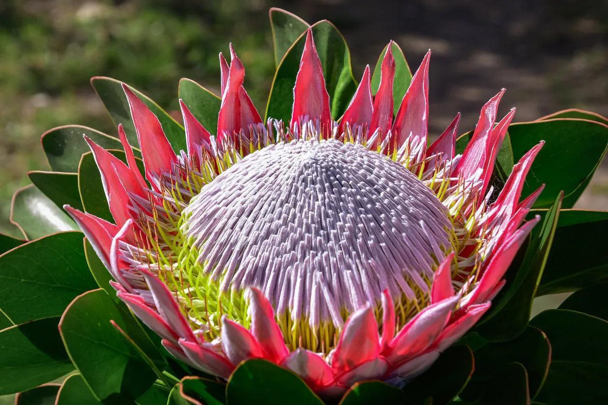 Close-up of a vibrant Protea King flower with pink petals and green leaves in natural light