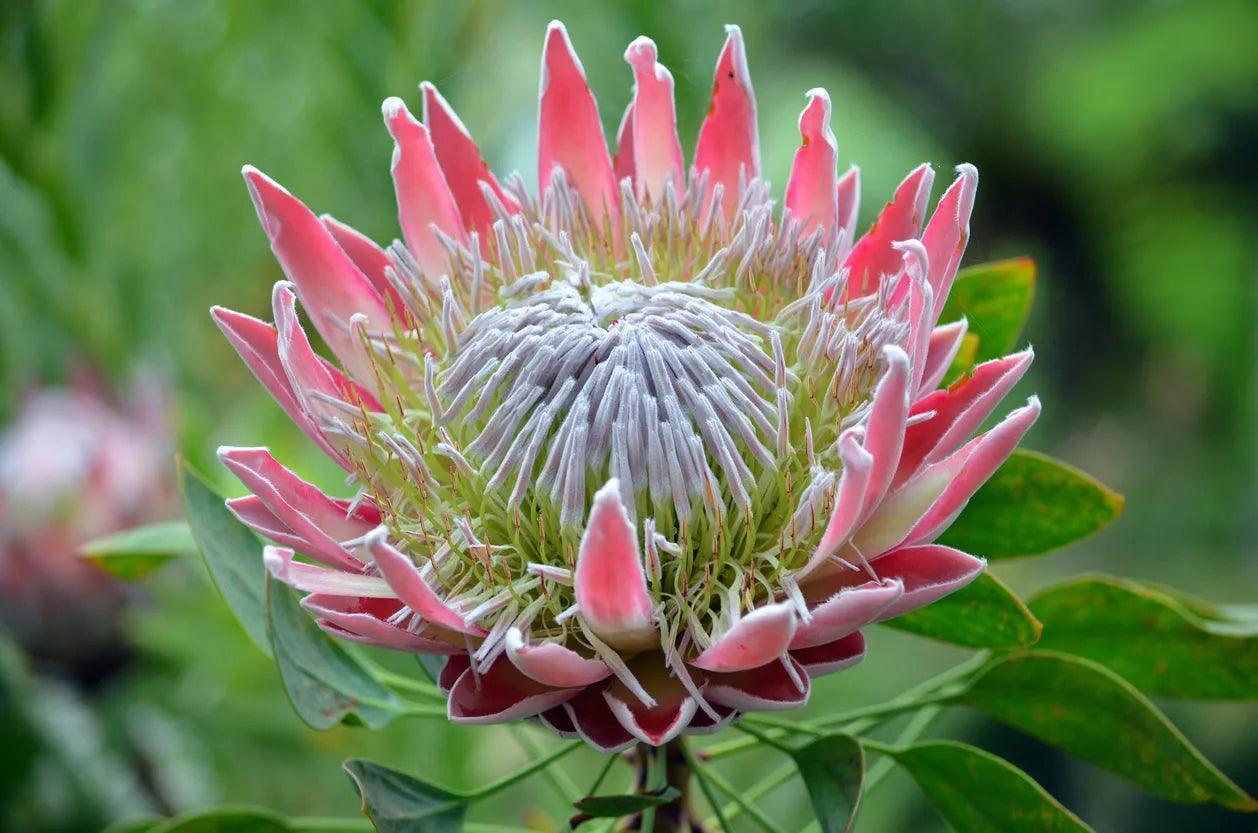 Close-up of a pink Protea cynaroides flower with green leaves and blurred green background