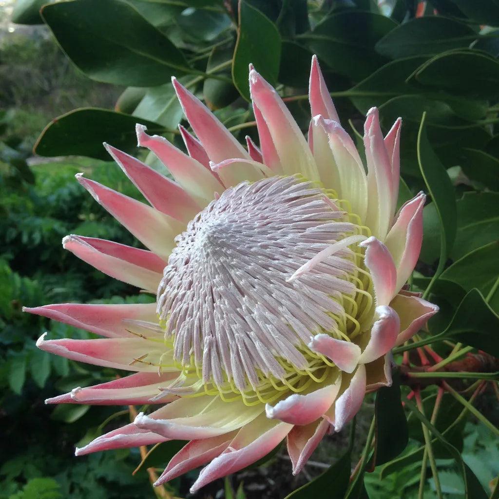 Close-up of a pink and white King Protea flower with large green leaves in natural outdoor garden