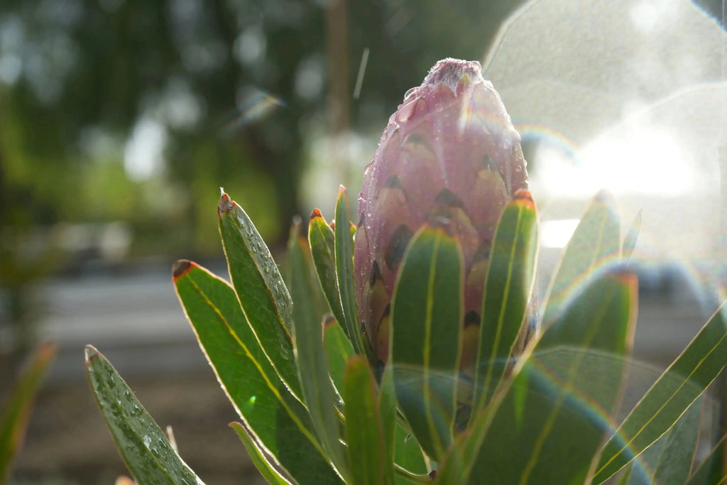 Pink protea flower bud with green leaves and dew in a sunny garden