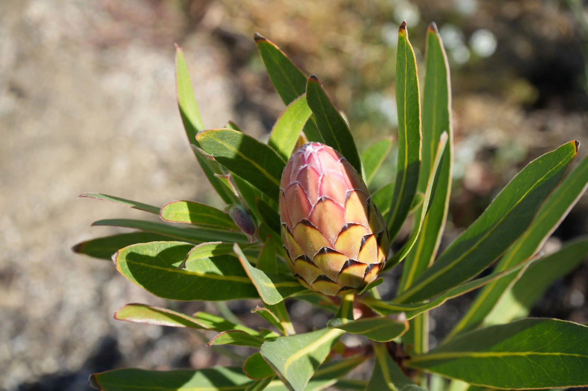 Protea 'Claire': Cultivate the Exotic Protea Plants in Your Garden - Bonte Farm