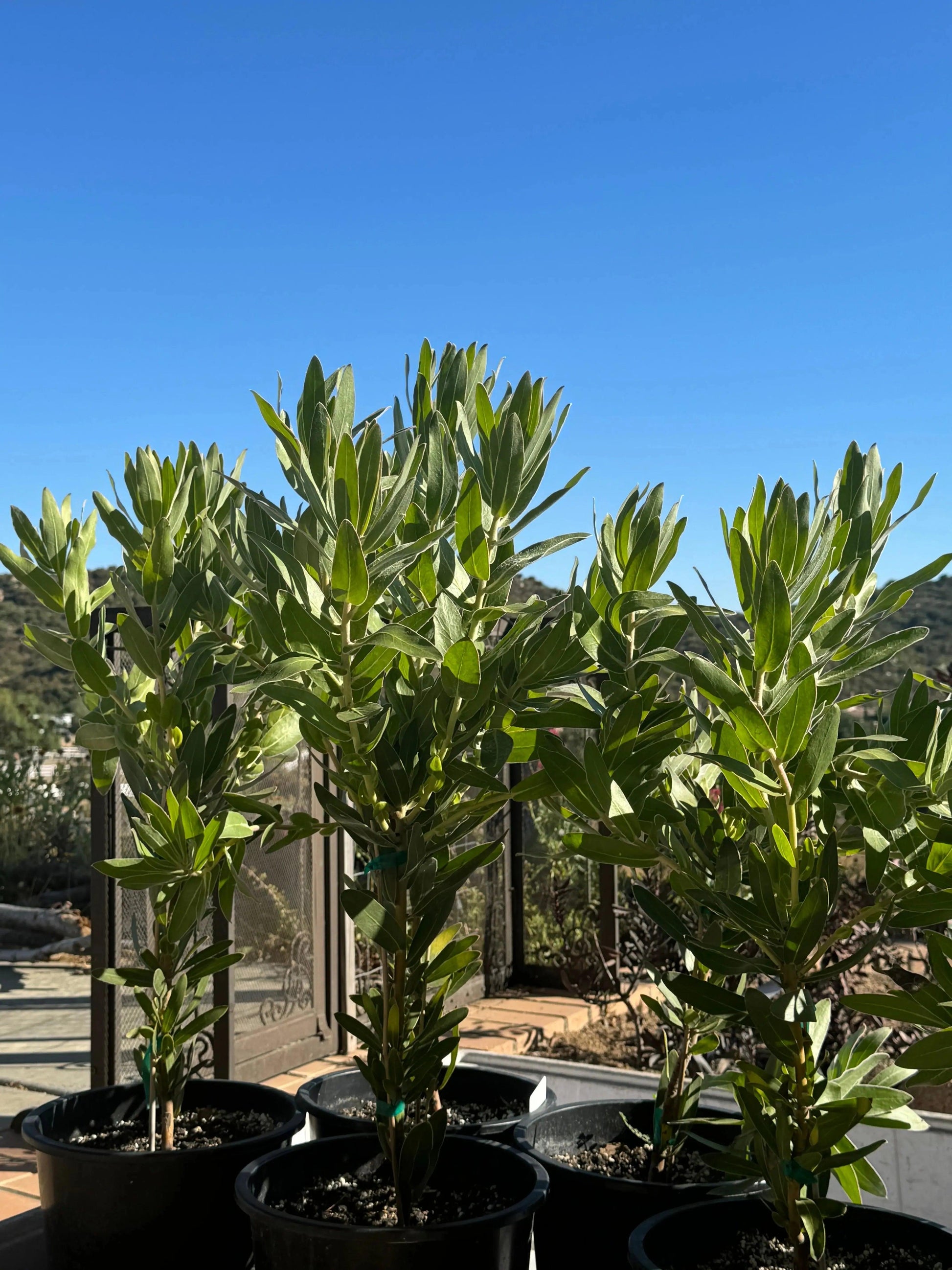 Protea 'Trish Compacta': Vibrant Pink Flowering Protea Plant - Bonte Farm