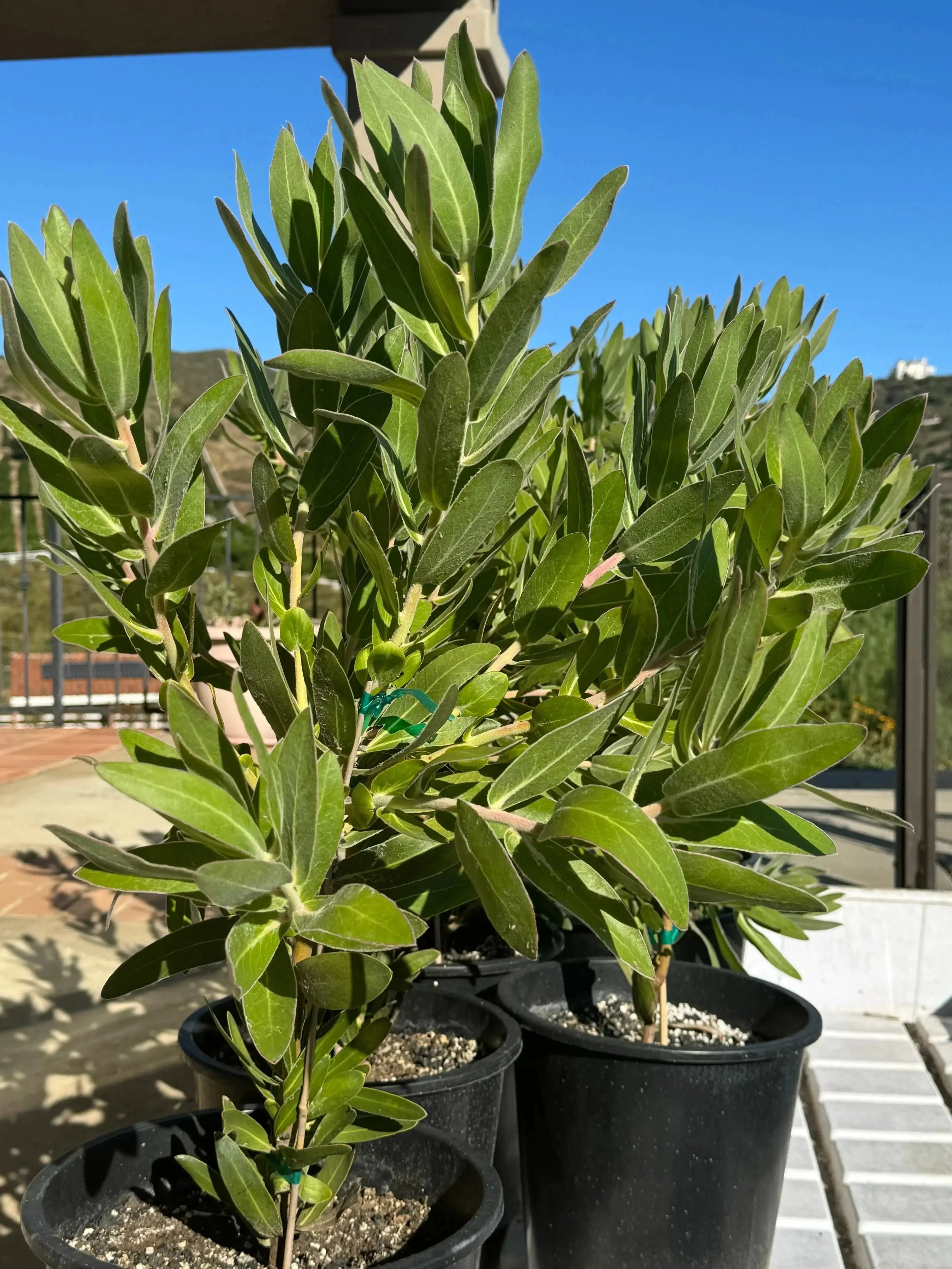 Protea Trish Compacta young plants in black pots outdoors under sunlight