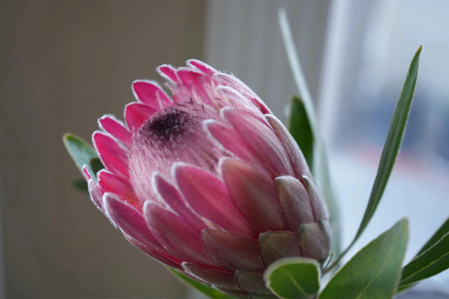 Close-up of vibrant pink Protea Pink Ice flower with fuzzy petals and green leaves