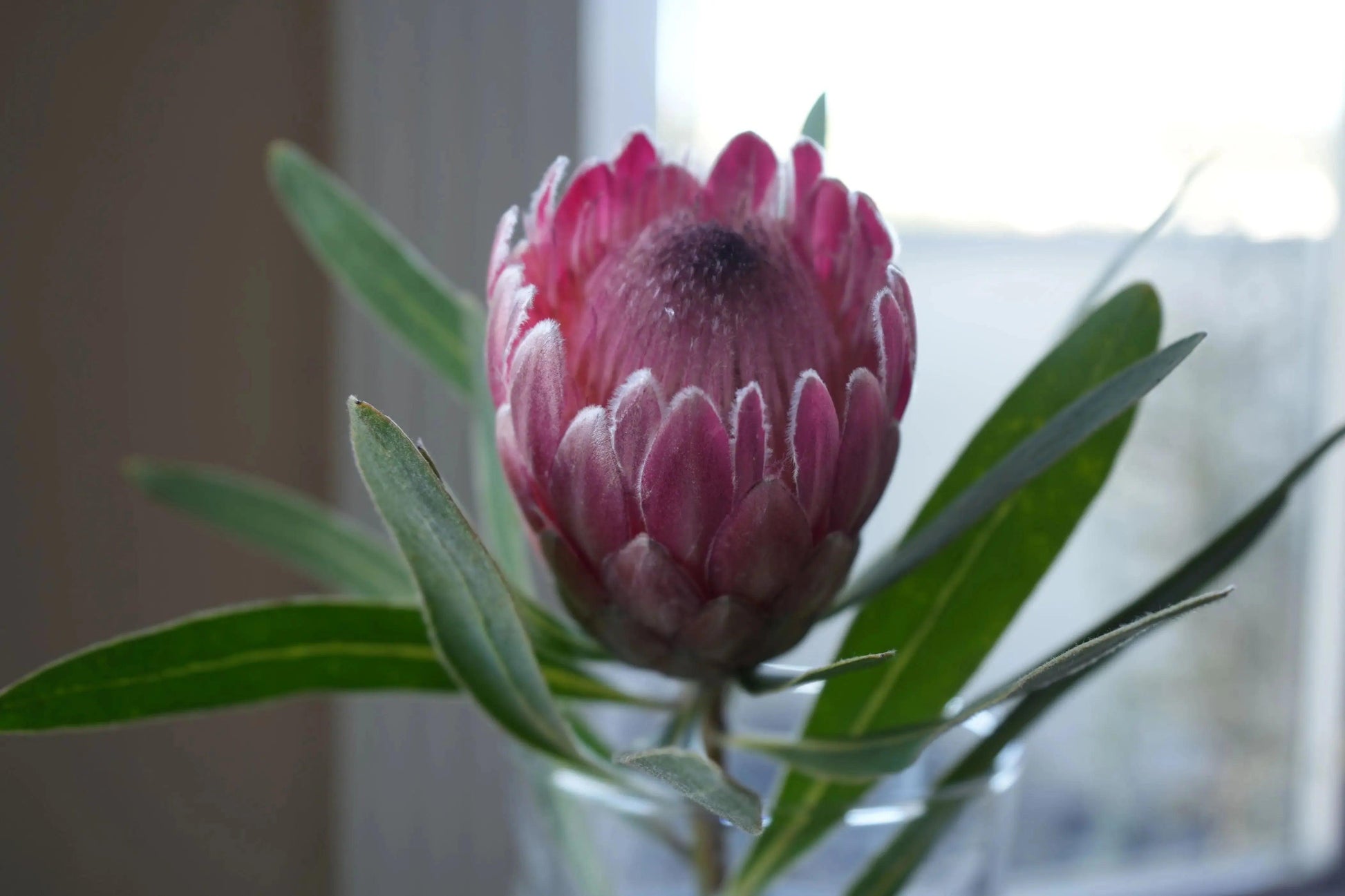 Pink Ice Protea flower with vibrant pink petals and green leaves in a glass vase near window