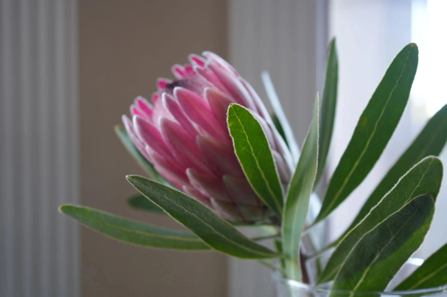 Close-up of a vibrant pink Protea flower with elongated green leaves indoors near window