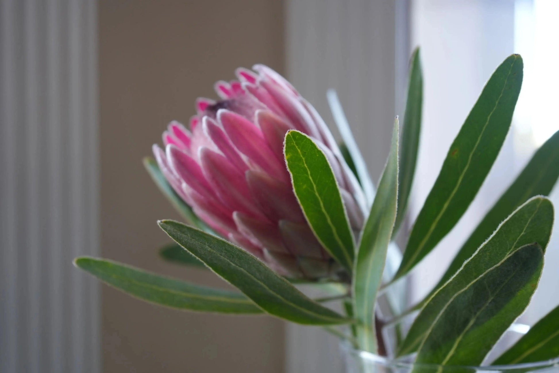 Close-up of a vibrant pink Protea flower with elongated green leaves indoors near window