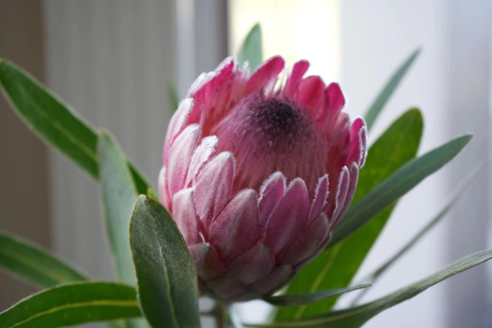 Close-up of vibrant pink Protea Pink Ice flower with fuzzy petals and green leaves