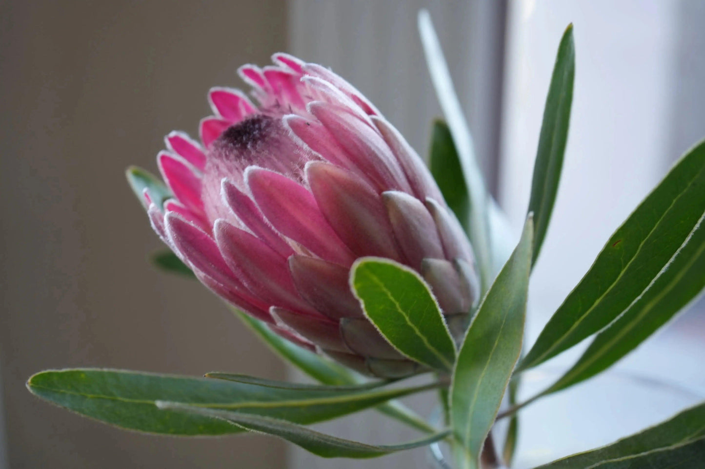 Close-up of vibrant pink Ice Protea flower with green leaves against a blurred background