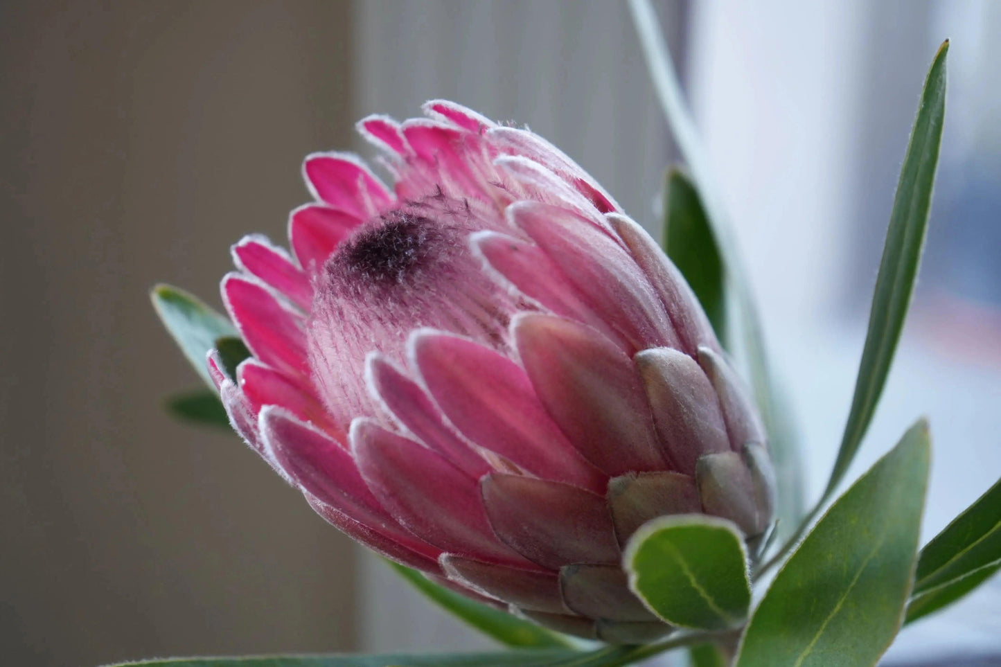 Pink Ice protea flower with vibrant pink petals, delicate structure, and green leaves near window