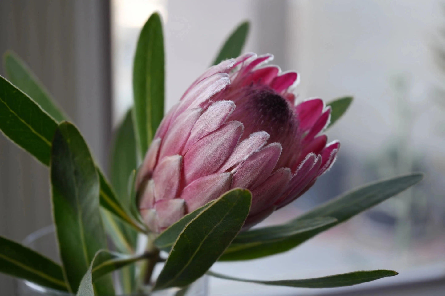 Close-up of vibrant pink ice protea flower with green leaves in soft natural light