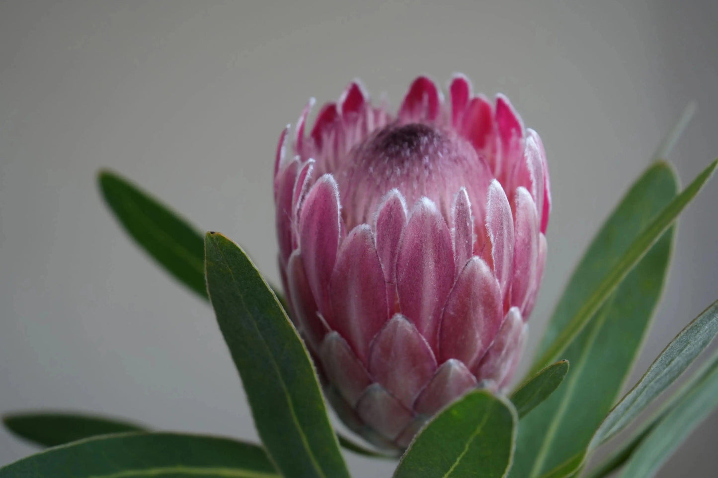Close-up of vibrant pink Protea Pink Ice flower with soft petals and green leaves on gray background
