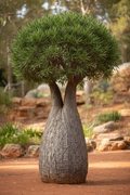 Brachychiton rupestris:  Queensland Bottle Tree - Drought‑Tolerant