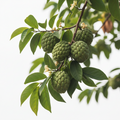 Cherimoya: Vietnamese Na Tree - Sugar Apple - Annona squamosa Fruit Tree
