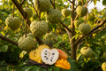 Cherimoya: Geffner Atemoya Fruit Tree – Tropical Annona Hybrid with Sweet Custard Fruit