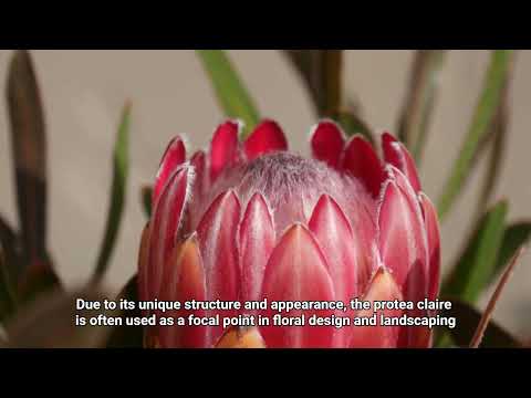 Protea 'Claire': Luminous Cream and Soft Pink Blooms with a Tidy Habit
