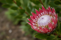 🌺Protea ‘Christine': Large Rosy Pink Bracts with Silvery Highlights
