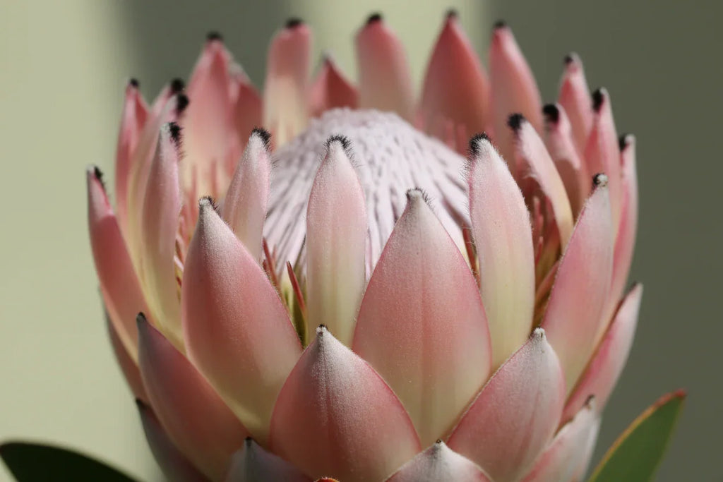🌺Protea ‘Lady Pearl’: Two‑Tone Ivory & Chocolate Protea Plant