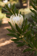 Protea ‘White Mink’ (Protea neriifolia) – Ivory Mink Protea Plant