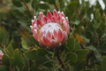 🌺 Protea laurifolia ‘Pink Owl’: Soft Dusty Pink Blooms with Silvery Owl‑Like Bracts